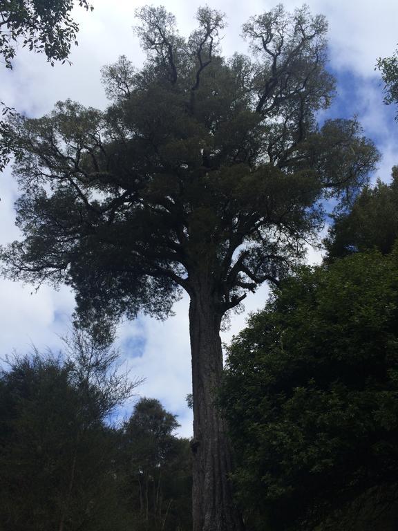 Ohuka Lodge Tuai Kültér fotó